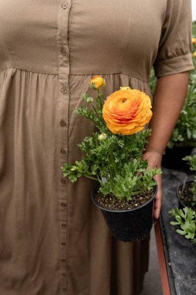 'Nora' Button Front A-Line Dress